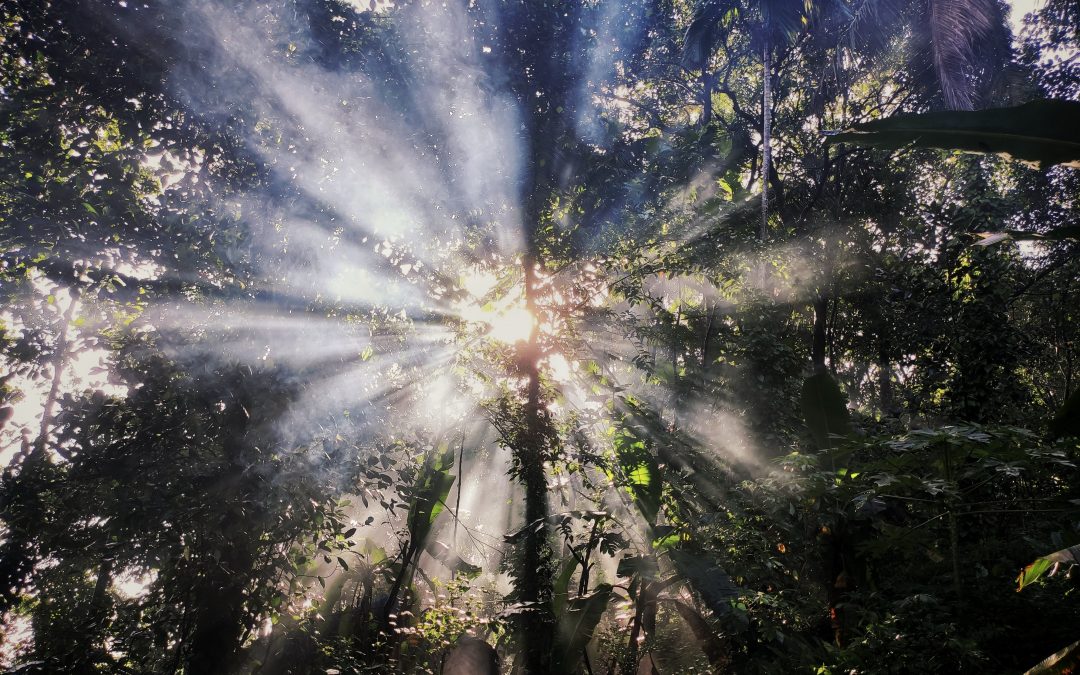 Sunlight shown through tree branches to depict inner wisdom being unleashed and owning your stories.