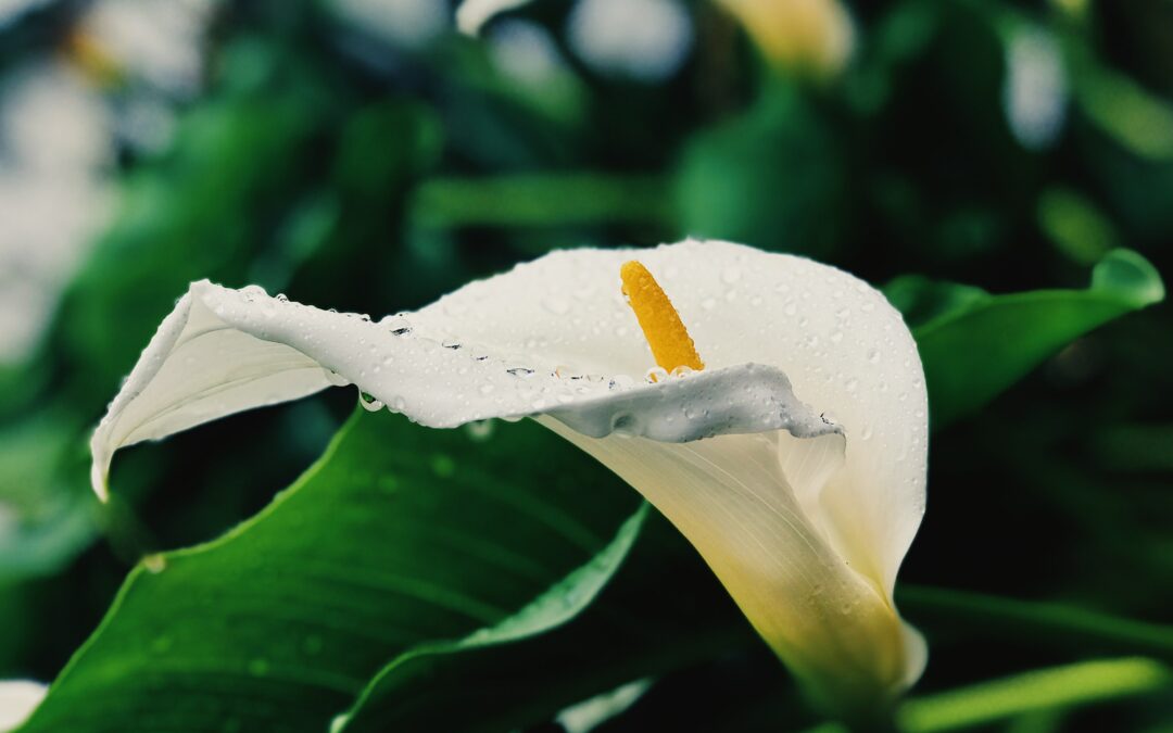 a Calla Lily to depict honoring a legacy